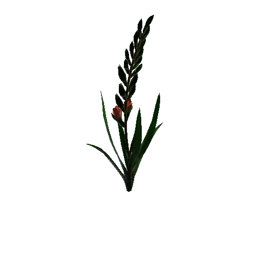 flower gladiolus4 1